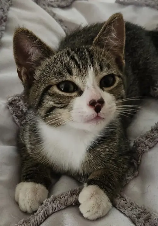 Oliver (bonded with Tiggy)