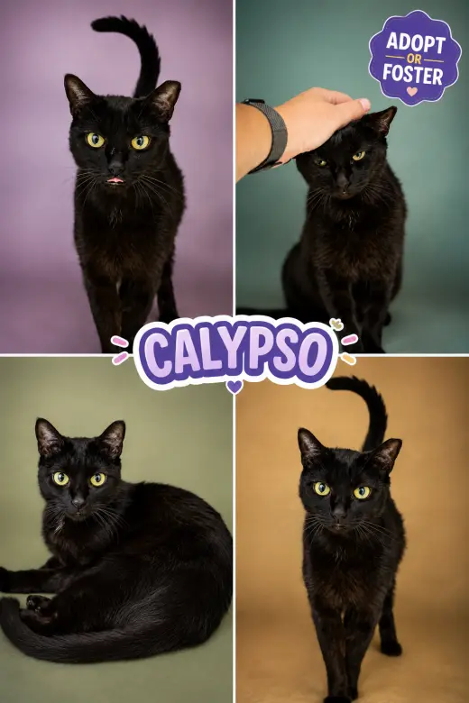 Calypso (FCID# 08/17/2026 - 95 Trainer)