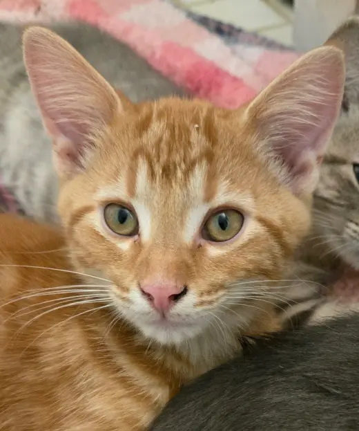 Stubentiger