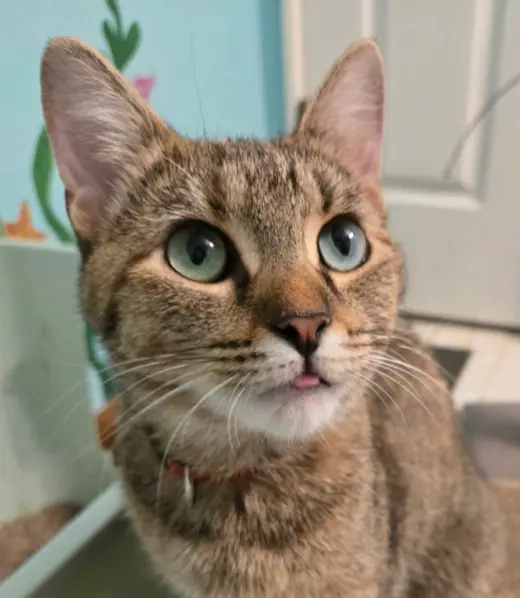 Miezekatze