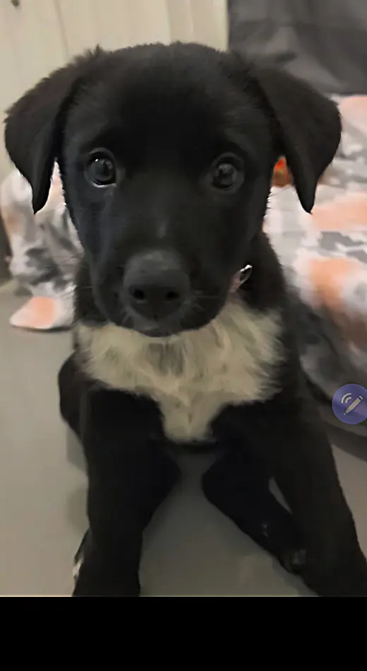 Daisy