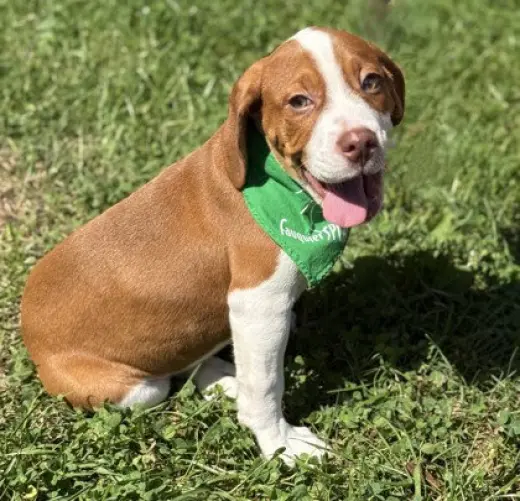 Gus Gus