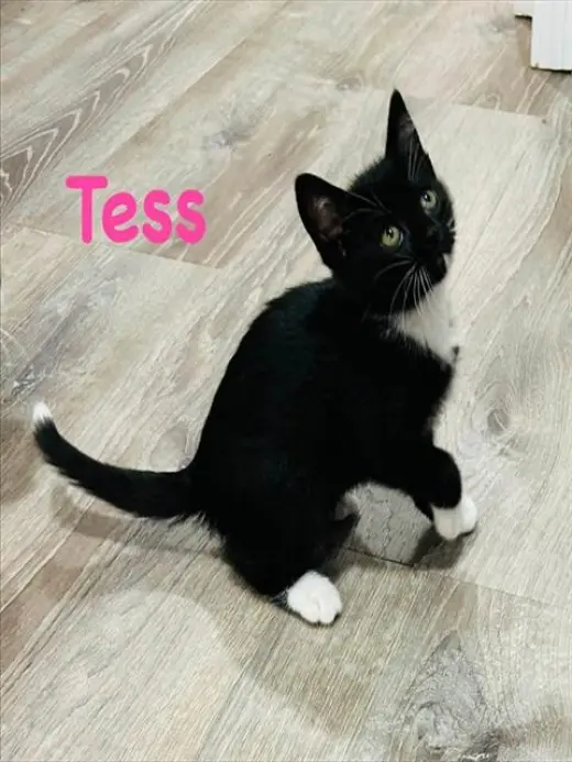TESS