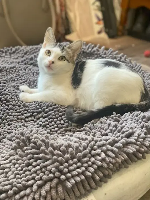 Minnie
