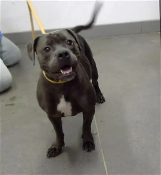 NYLA