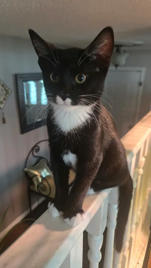 Tux