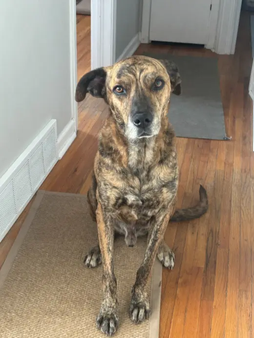 Rufus