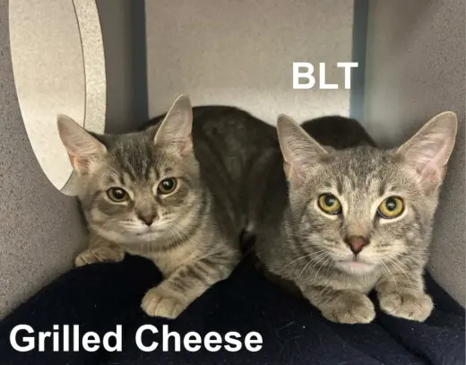 BLT