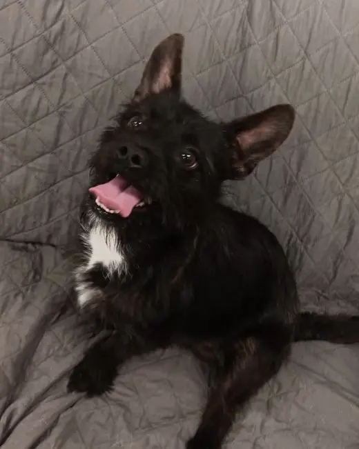 Draco