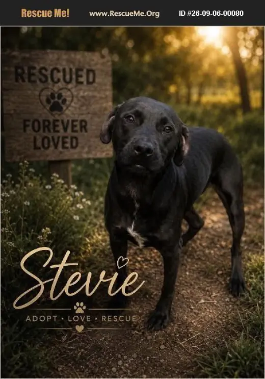 Stevie