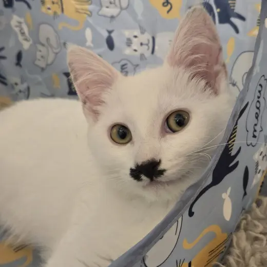 Charlie