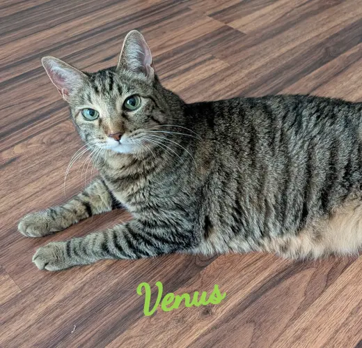 Venus #green-eyed-goddess