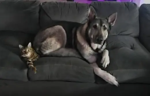 Kato & Friend - Bonded Pair