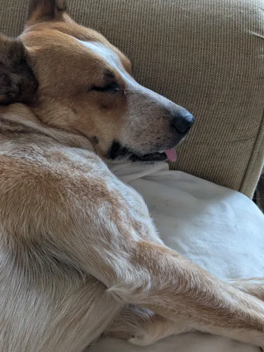 Daisy Mae