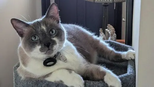 Mack (Courtesy Post)