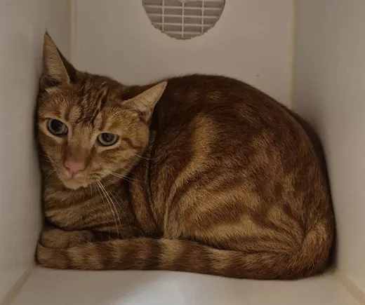 SIMON