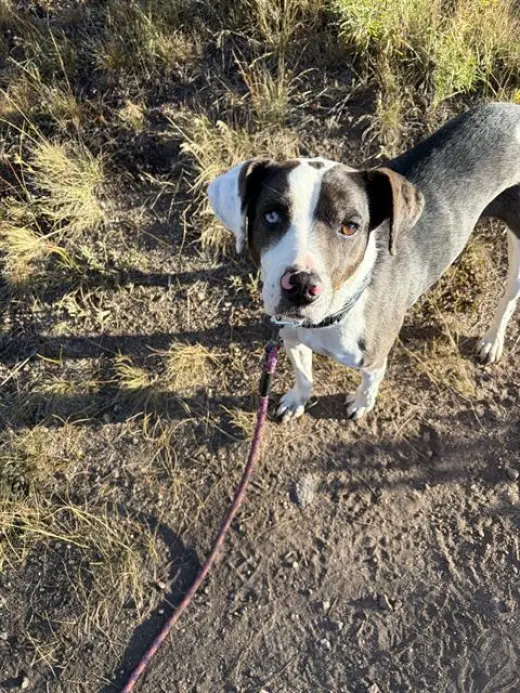 BELLA