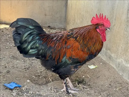 RHODE ISLAND RED
