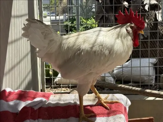 LEGHORN