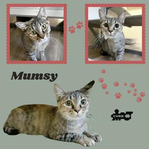 Mumsy (Cat)