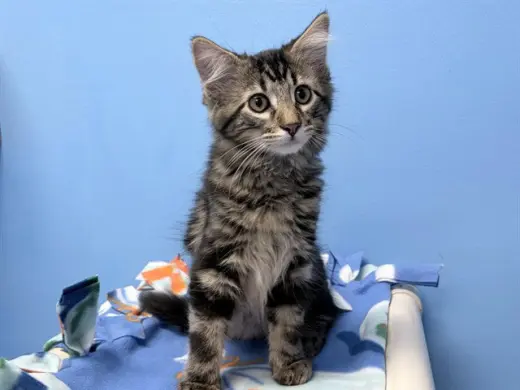 MEEKO