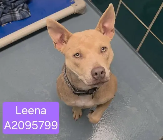 LEENA