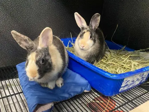 USAGI