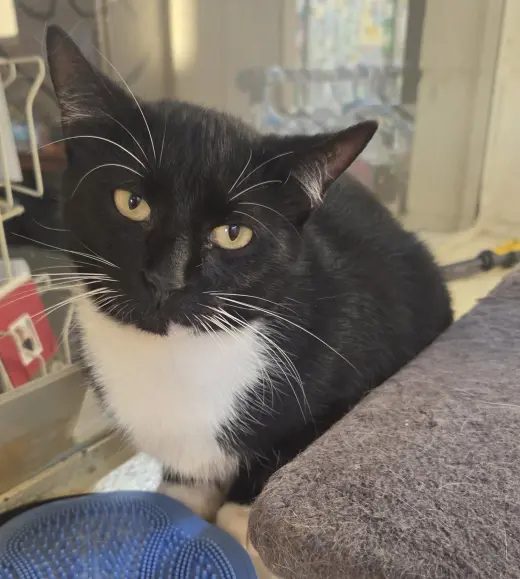Oreo