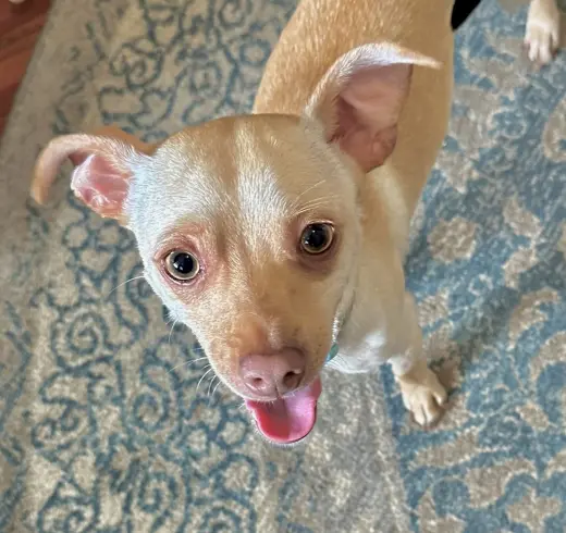 Copper