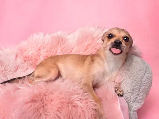 Chalupa