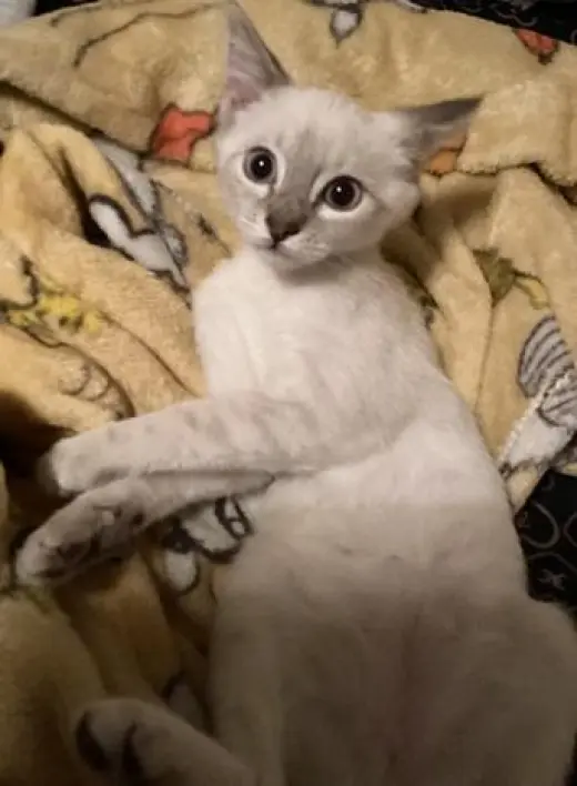 Kitten 27966 (Harlee)