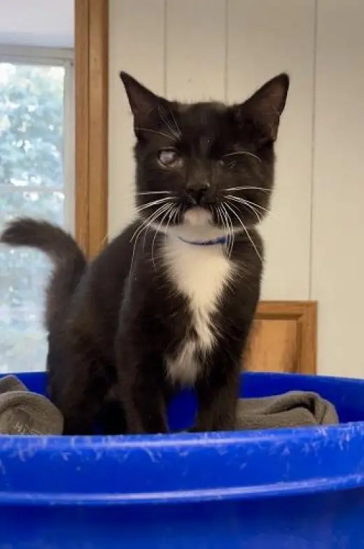 Kitten 27913 (Kingfisher)