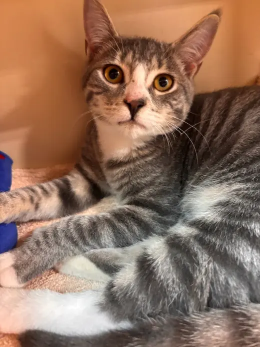 Crouton (FCID# 08/04/2026 - 9 Glen Mills PS)