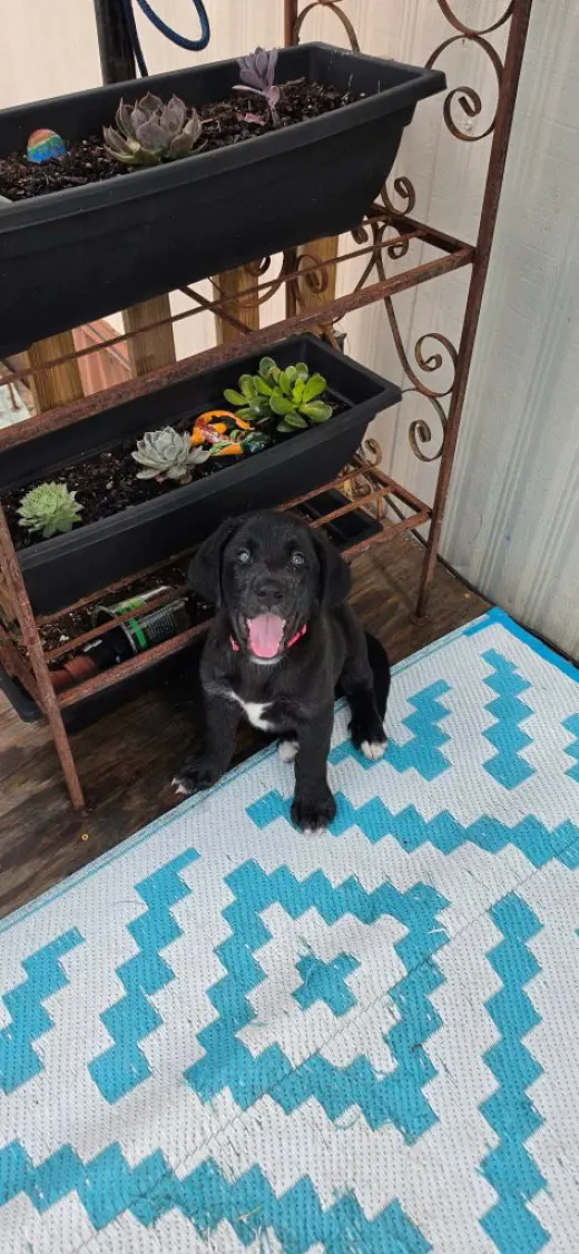 Sierra's pup Sherman (pink)