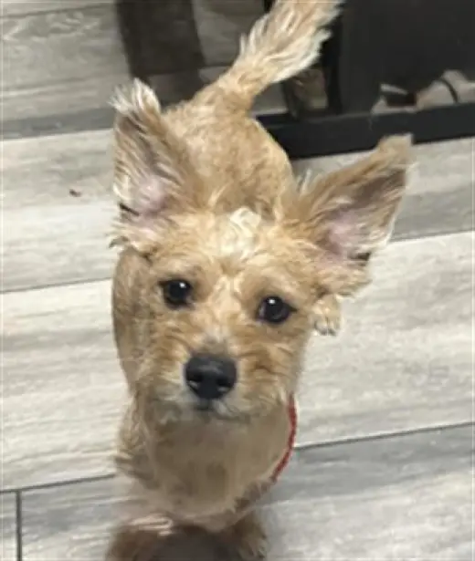 CHEDDAR