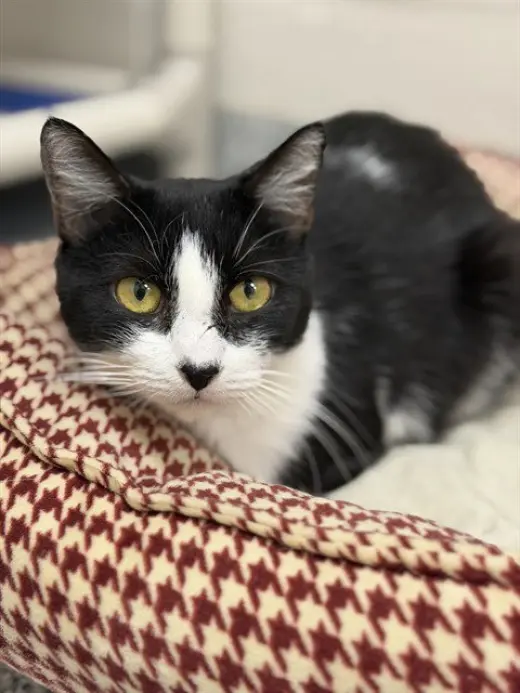 BELLA