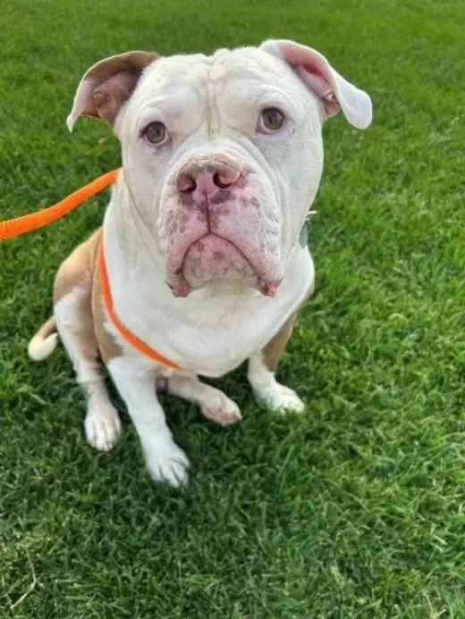 DUKE