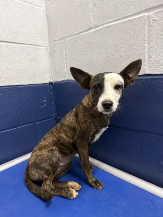Hershey 7mo AVA 9/16
