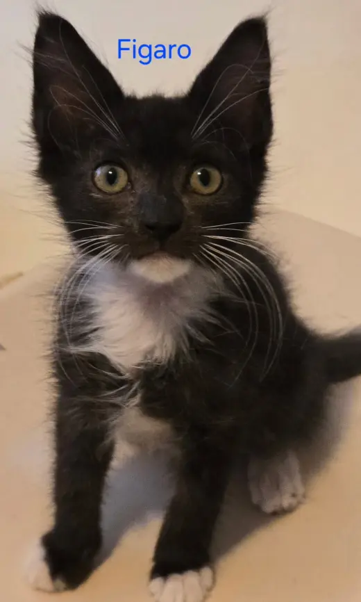 Figaro M