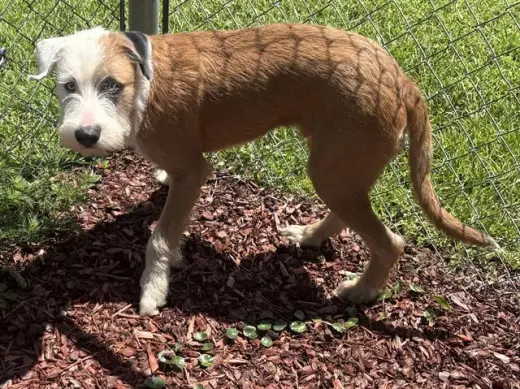 SCRAPPY