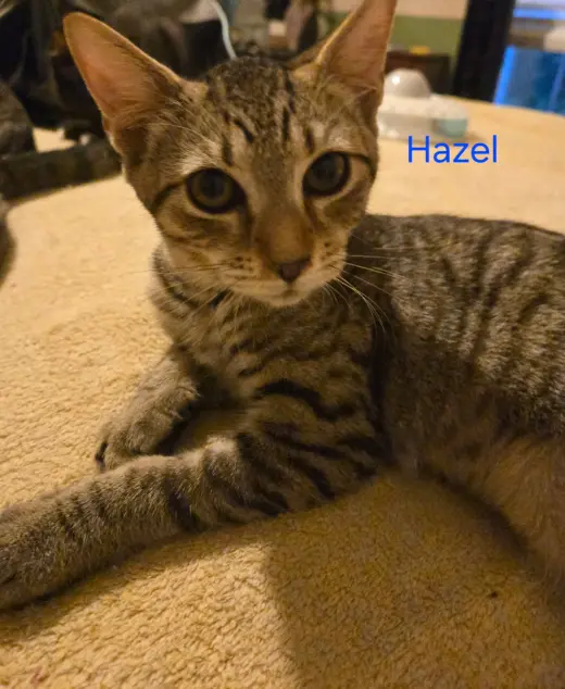 Hazel J