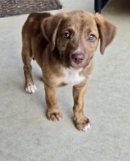 Roo
