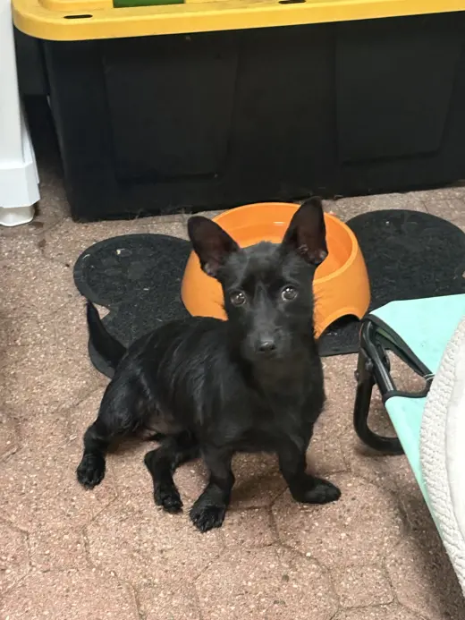 Luca