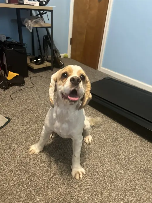 Oscar