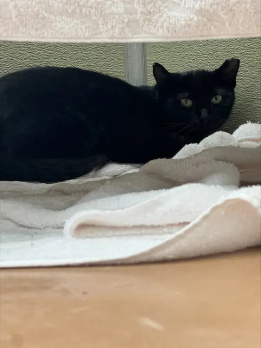 MAUDE