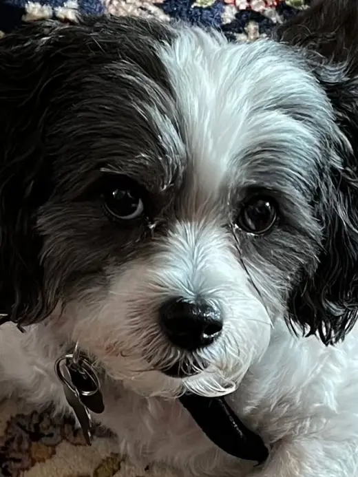 Cooper