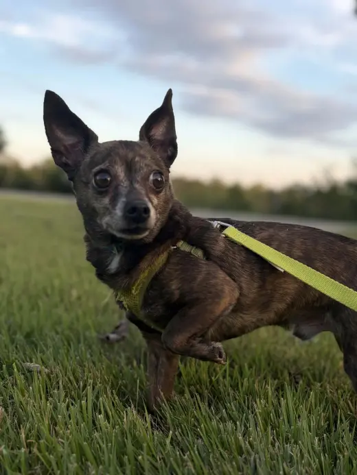 Dutchie:  Not at shelter (Suzanna)