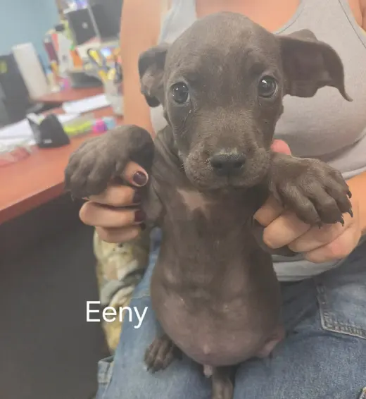 Eeny - At shelter available 9/15