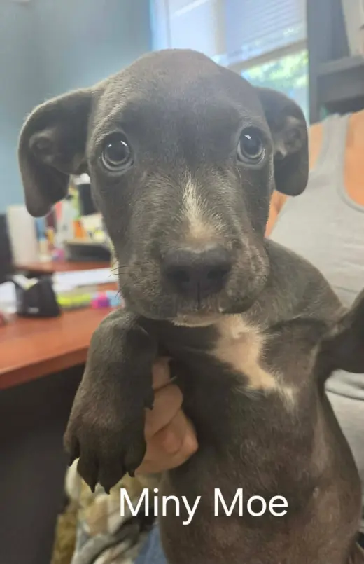 Miny Moe - At shelter available 9/15