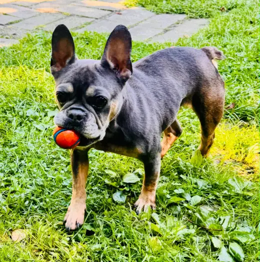 Gracie